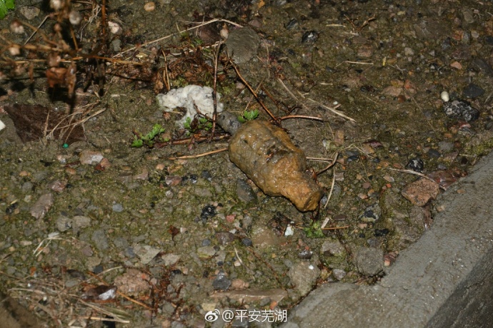 芜湖一位市民在挖树时挖到一枚手雷.jpg