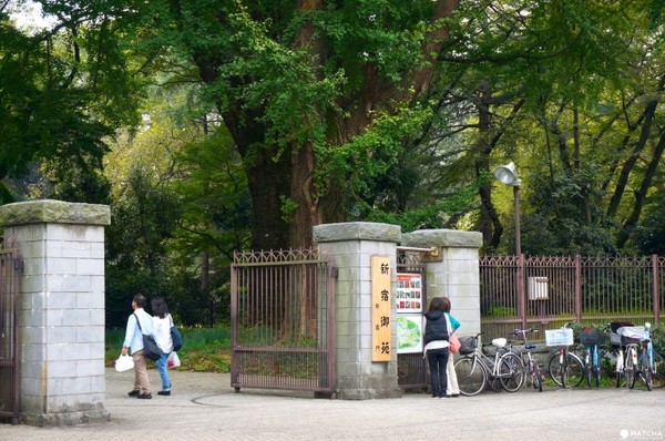 东京新宿御苑。（图／matcha）