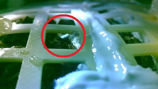 嫦娥四号回传照片显示，棉花种子长出嫩芽